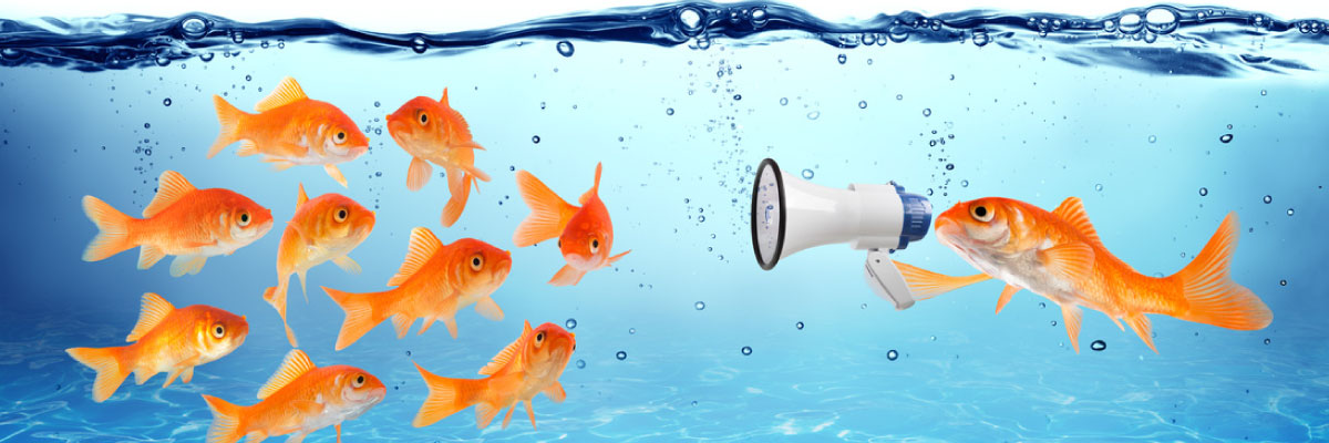 Le plan de communication d'un projet DMAIC